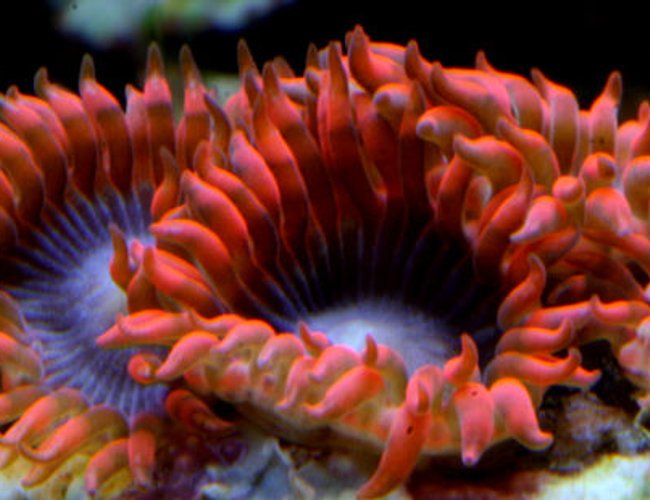 corals inverts - palythoa sp. - lunar eclipse stocking in 210 gallons tank - Lunar eclipse corals inverts - palythoa sp. - lunar eclipse stocking in 210 gallons tank - Lunar eclipse