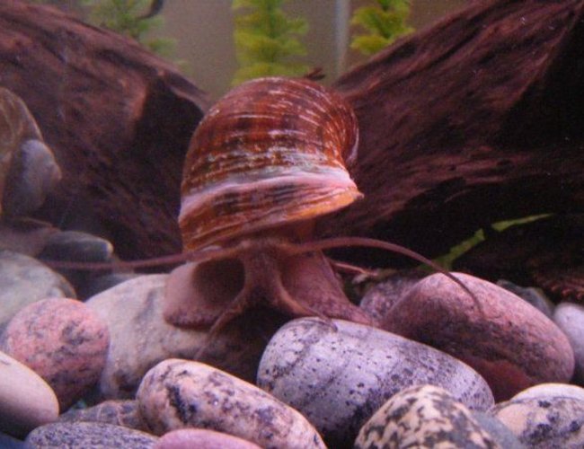 corals inverts - pomacea canaliculata - apple snail stocking in 55 gallons tank - This is Smalls, my giant snail. He is very active and loves to slide around. He will battle the Tin foil barbs for food and is all around funny. corals inverts - pomacea canaliculata - apple snail stocking in 55 gallons tank - This is Smalls, my giant snail. He is very active and loves to slide around. He will battle the Tin foil barbs for food and is all around funny.