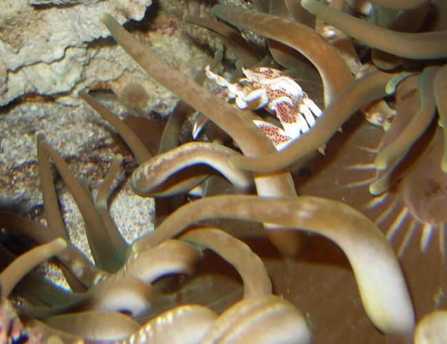 corals inverts - neopetrolisthes ohshimai - porcelain anemone crab stocking in 450 gallons tank - -ACRO CRAB- corals inverts - neopetrolisthes ohshimai - porcelain anemone crab stocking in 450 gallons tank - -ACRO CRAB-