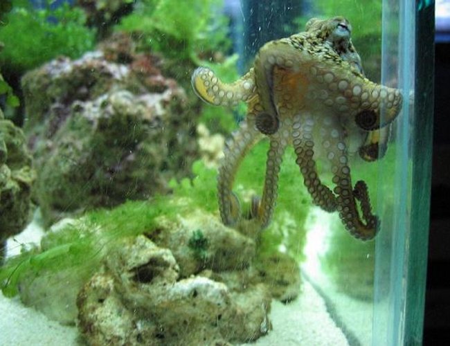 corals inverts - octopus sp. - octopus stocking in 29 gallons tank - My octopus begging for food! corals inverts - octopus sp. - octopus stocking in 29 gallons tank - My octopus begging for food!