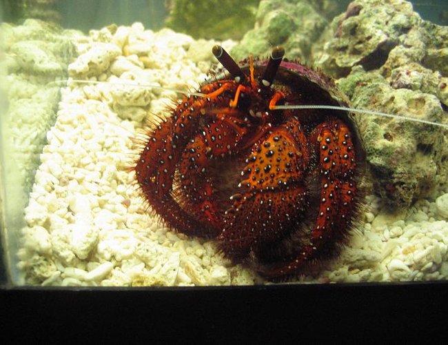 corals inverts - clibanarius sp. - dwarf red tip hermit crab stocking in 29 gallons tank - HUGE 6"+ hermit crab. corals inverts - clibanarius sp. - dwarf red tip hermit crab stocking in 29 gallons tank - HUGE 6"+ hermit crab.