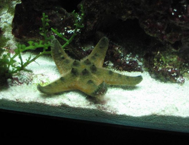 corals inverts - protoreastor nodosus - chocolate chip starfish stocking in 29 gallons tank - Chocolate chip star cruising sandbed. corals inverts - protoreastor nodosus - chocolate chip starfish stocking in 29 gallons tank - Chocolate chip star cruising sandbed.