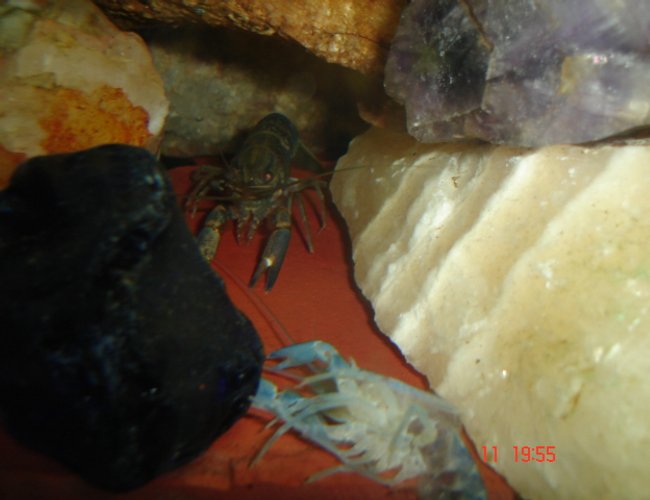 corals inverts - parastacoidea sp. - crayfish stocking in 30 gallons tank - my crayfish after molting his shell is the one in the front. corals inverts - parastacoidea sp. - crayfish stocking in 30 gallons tank - my crayfish after molting his shell is the one in the front.