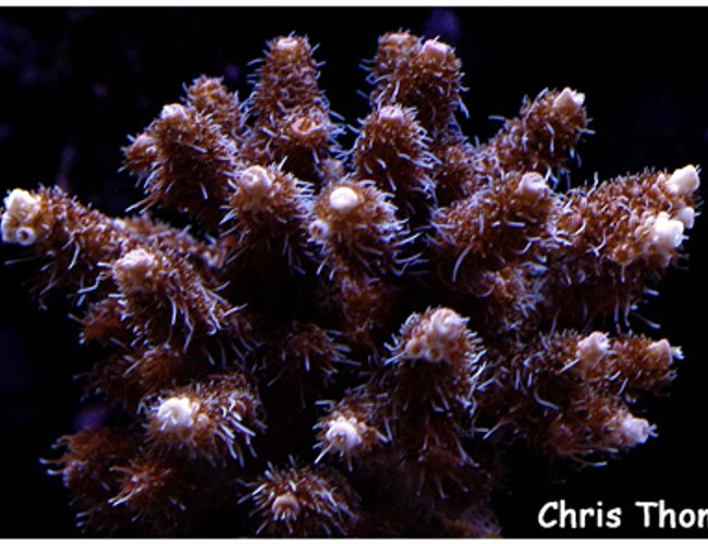 corals inverts - acropora millepora - scripps acropora millepora stocking in 75 gallons tank - Red Milli corals inverts - acropora millepora - scripps acropora millepora stocking in 75 gallons tank - Red Milli