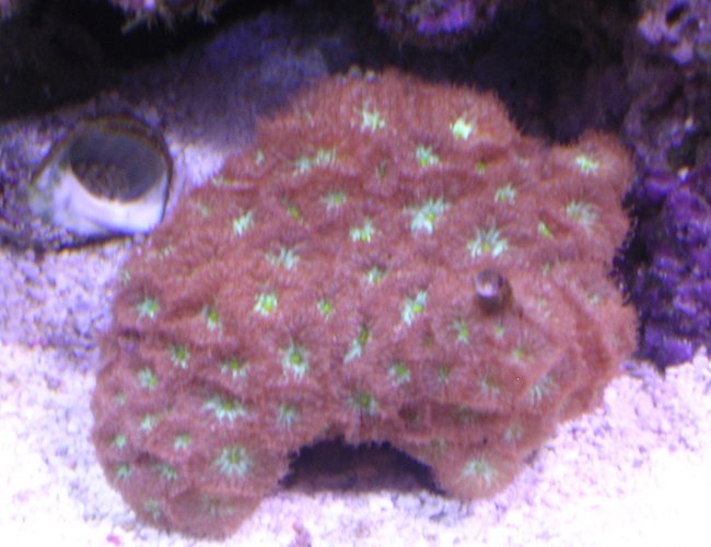 corals inverts - blastomussa merletti - australian big polyp blastomussa stocking in 100 gallons tank - blasto merletti 1 month old corals inverts - blastomussa merletti - australian big polyp blastomussa stocking in 100 gallons tank - blasto merletti 1 month old