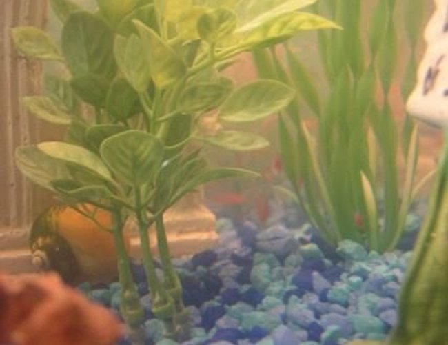 corals inverts - pomacea bridgesii - golden apple snail stocking in 10 gallons tank - My Gold Inca Snail (left corner) corals inverts - pomacea bridgesii - golden apple snail stocking in 10 gallons tank - My Gold Inca Snail (left corner)