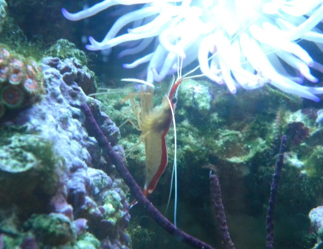 corals inverts - lysmata amboinensis - scarlet skunk cleaner shrimp stocking in 3 gallons tank - skunk cleaner shrimp and purple gorgonia corals inverts - lysmata amboinensis - scarlet skunk cleaner shrimp stocking in 3 gallons tank - skunk cleaner shrimp and purple gorgonia