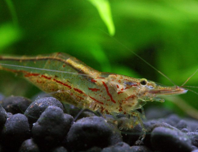 corals inverts - caridina japonica - japonica amano shrimp stocking in 7 gallons tank - Darwin Algae Shrimp corals inverts - caridina japonica - japonica amano shrimp stocking in 7 gallons tank - Darwin Algae Shrimp