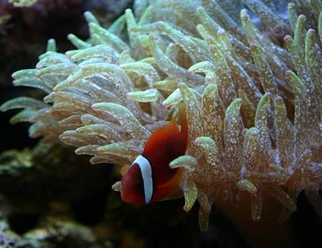 corals inverts - entacmaea quadricolor - bulb anemone stocking in 60 gallons tank - Tomato Clown in Speckled GBTA corals inverts - entacmaea quadricolor - bulb anemone stocking in 60 gallons tank - Tomato Clown in Speckled GBTA