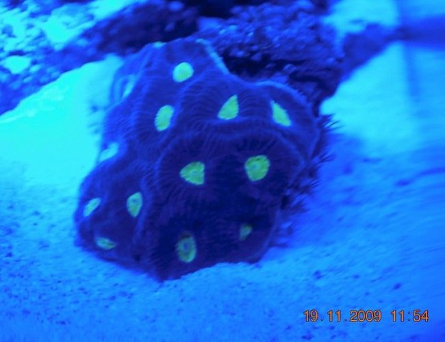 corals inverts - favites sp. - brain coral, favites stocking in 14 gallons tank - favia corals inverts - favites sp. - brain coral, favites stocking in 14 gallons tank - favia