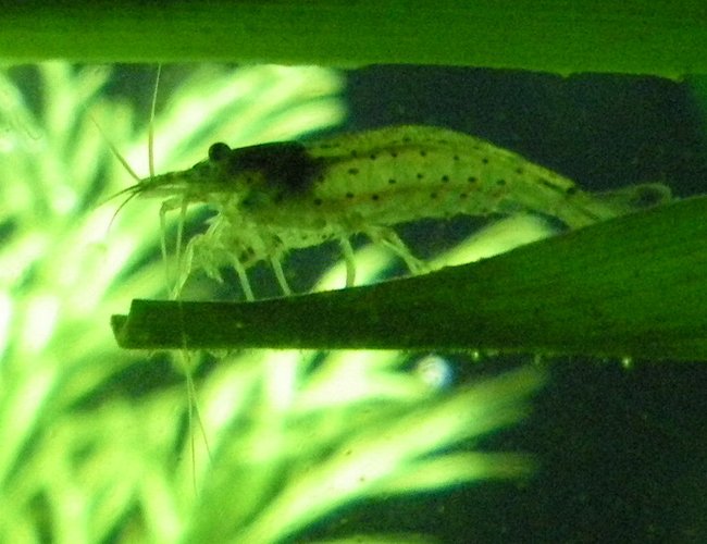 corals inverts - caridina japonica - japonica amano shrimp stocking in 26 gallons tank - amano shrimp corals inverts - caridina japonica - japonica amano shrimp stocking in 26 gallons tank - amano shrimp
