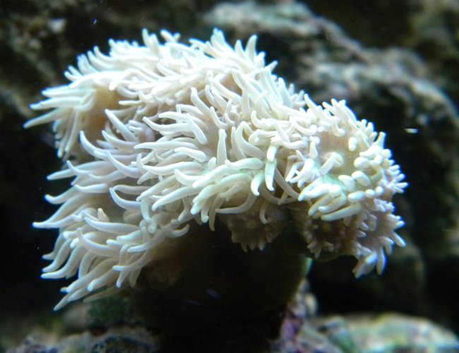 corals inverts - duncanopsammia axifuga - giant green polyp duncan stocking in 54 gallons tank - duncan coral corals inverts - duncanopsammia axifuga - giant green polyp duncan stocking in 54 gallons tank - duncan coral