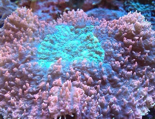 corals inverts - lobophyllia hemprichii - aussie lobed brain coral stocking in 55 gallons tank - Lobophyllia corals inverts - lobophyllia hemprichii - aussie lobed brain coral stocking in 55 gallons tank - Lobophyllia
