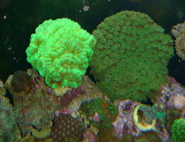 corals inverts - caulastrea furcata - kryptonite candy cane coral stocking in 90 gallons tank - Kryptonite Candy Cane and pagoda coral corals inverts - caulastrea furcata - kryptonite candy cane coral stocking in 90 gallons tank - Kryptonite Candy Cane and pagoda coral