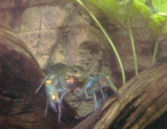 corals inverts - procambarus sp. - hammers cobalt blue lobster stocking in 90 gallons tank - Blue Lobster corals inverts - procambarus sp. - hammers cobalt blue lobster stocking in 90 gallons tank - Blue Lobster