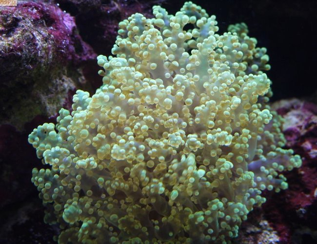 corals inverts - euphyllia glabrescens - torch coral stocking in 65 gallons tank - Green Blobs corals inverts - euphyllia glabrescens - torch coral stocking in 65 gallons tank - Green Blobs