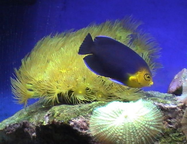 corals inverts - undescribed zoanthid - colony polyp, yellow stocking in 55 gallons tank - Zoo's and Angel corals inverts - undescribed zoanthid - colony polyp, yellow stocking in 55 gallons tank - Zoo's and Angel