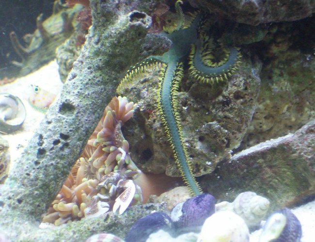 corals inverts - ophiothrix sp. - brittle sea star stocking in 14 gallons tank - just started 9 weeks old can you find the gobby or the crab corals inverts - ophiothrix sp. - brittle sea star stocking in 14 gallons tank - just started 9 weeks old can you find the gobby or the crab