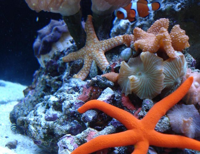 corals inverts - echunaster sp. - orange linckia starfish stocking in 65 gallons tank - ORANGE LINKIA STAR, PINK TILE STAR, SANDSIFTING STAR, BUMBLE BEE SNAIL, BLUE LEGGED HERMIT, FANTASTIC MUSHROOM ROCK, GREEN TIPPED PINK TORCH, DERASA CLAM, AND OCELLERUS CLOWN "JOE" corals inverts - echunaster sp. - orange linckia starfish stocking in 65 gallons tank - ORANGE LINKIA STAR, PINK TILE STAR, SANDSIFTING STAR, BUMBLE BEE SNAIL, BLUE LEGGED HERMIT, FANTASTIC MUSHROOM ROCK, GREEN TIPPED PINK TORCH, DERASA CLAM, AND OCELLERUS CLOWN "JOE"