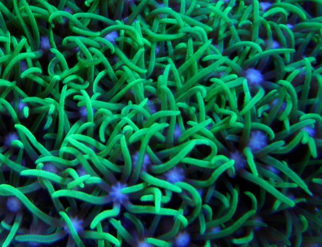 corals inverts - briareum sp. - starburst polyp stocking in 60 gallons tank - Green Star Polyps corals inverts - briareum sp. - starburst polyp stocking in 60 gallons tank - Green Star Polyps