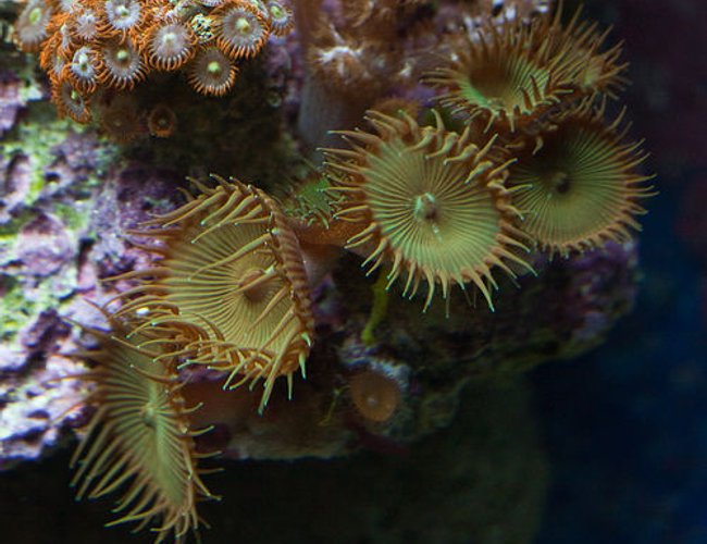 corals inverts - protopalythoa sp. - button polyp stocking in 37 gallons tank - button polyp corals inverts - protopalythoa sp. - button polyp stocking in 37 gallons tank - button polyp