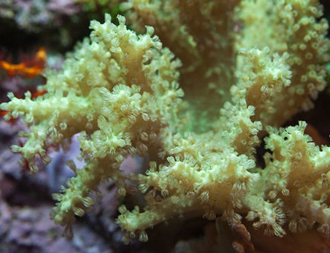 corals inverts - sinularia sp. - green finger leather coral stocking in 37 gallons tank - Green Sinularis leather coral corals inverts - sinularia sp. - green finger leather coral stocking in 37 gallons tank - Green Sinularis leather coral