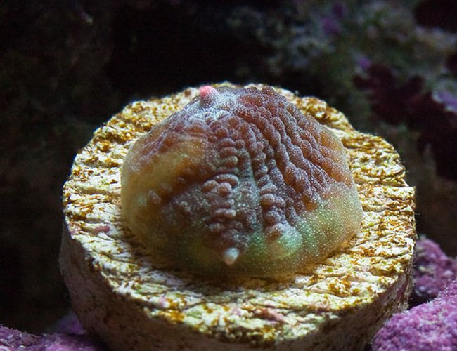 corals inverts - echinophyllia sp. - chalice coral stocking in 37 gallons tank - Tyree LE Robokaki Chalice corals inverts - echinophyllia sp. - chalice coral stocking in 37 gallons tank - Tyree LE Robokaki Chalice