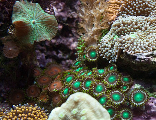 corals inverts - zoanthus sp. - colony polyp stocking in 37 gallons tank - Closeup section of my tank corals inverts - zoanthus sp. - colony polyp stocking in 37 gallons tank - Closeup section of my tank