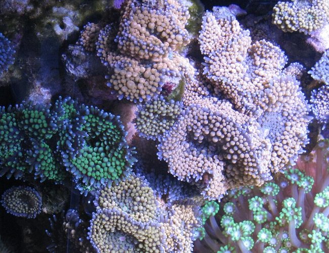 corals inverts - ricordea florida - ricordea mushroom, blue/green stocking in 30 gallons tank - Ricordea florida corals inverts - ricordea florida - ricordea mushroom, blue/green stocking in 30 gallons tank - Ricordea florida