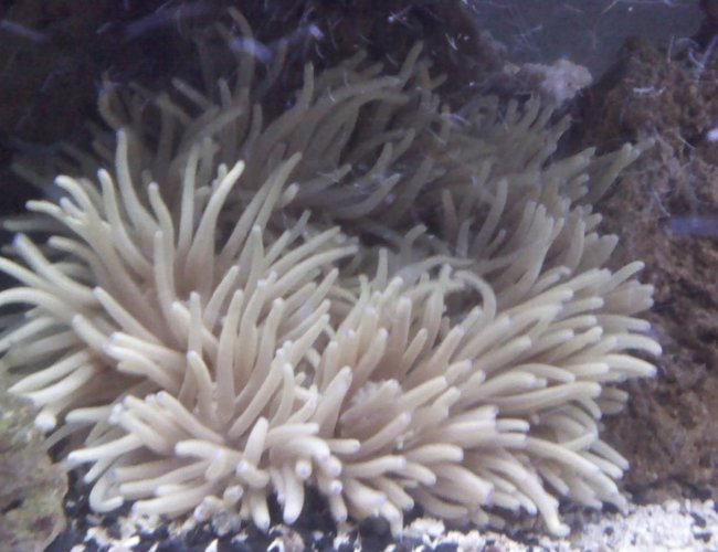 corals inverts - heteractis magnifica - ritteri anemone stocking in 75 gallons tank - XXL Long Tip Anemone, size of a dinner plate corals inverts - heteractis magnifica - ritteri anemone stocking in 75 gallons tank - XXL Long Tip Anemone, size of a dinner plate