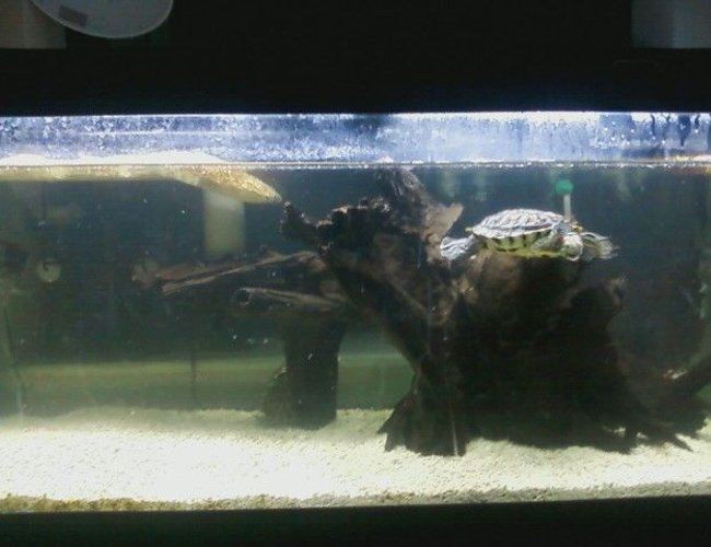 corals inverts - trachemys scripta scripta - yellow belly slider turtle stocking in 75 gallons tank - turtle tank 75g corals inverts - trachemys scripta scripta - yellow belly slider turtle stocking in 75 gallons tank - turtle tank 75g