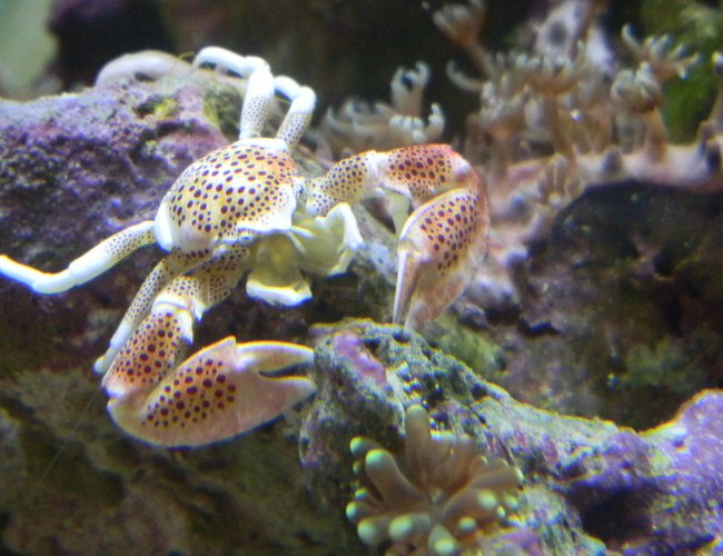 corals inverts - neopetrolisthes ohshimai - porcelain anemone crab stocking in 20 gallons tank - My Porcelain crab protecting its baby torch coral and star polyp! corals inverts - neopetrolisthes ohshimai - porcelain anemone crab stocking in 20 gallons tank - My Porcelain crab protecting its baby torch coral and star polyp!