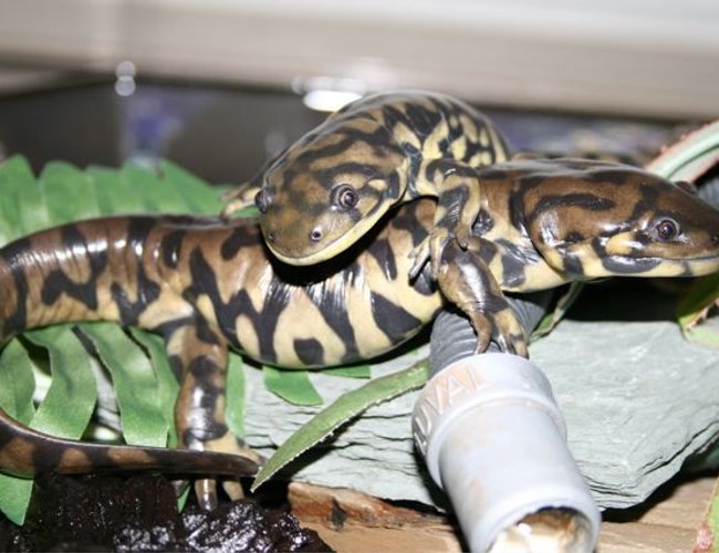 corals inverts - ambystoma tigrinum - tiger salamander stocking in 75 gallons tank - mudpuppies/tigersalamanders. corals inverts - ambystoma tigrinum - tiger salamander stocking in 75 gallons tank - mudpuppies/tigersalamanders.
