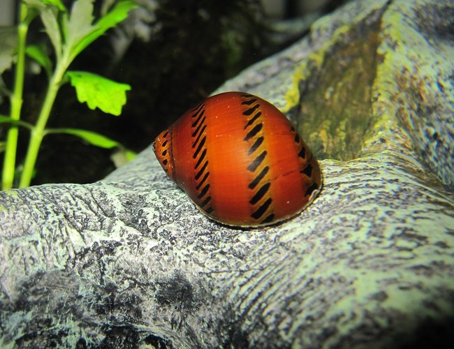 corals inverts - nerita sp. - nerite snail stocking in 16 gallons tank - Freshwater Tracked Nerite Snail corals inverts - nerita sp. - nerite snail stocking in 16 gallons tank - Freshwater Tracked Nerite Snail