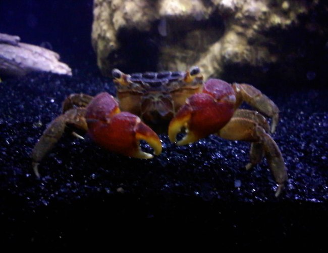 corals inverts - sesarma bidens - red claw crab stocking in 36 gallons tank - My Red Clawed Crab corals inverts - sesarma bidens - red claw crab stocking in 36 gallons tank - My Red Clawed Crab
