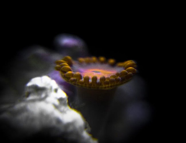 corals inverts - zoanthus sp. - bam bam orange zoanthid stocking in 90 gallons tank - Bam Bam orange Zoanthid corals inverts - zoanthus sp. - bam bam orange zoanthid stocking in 90 gallons tank - Bam Bam orange Zoanthid