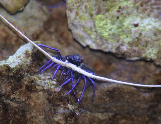 corals inverts - panulirus vesicolor - spiny lobster, blue stocking in 300 gallons tank - Evil Blue Lobster... corals inverts - panulirus vesicolor - spiny lobster, blue stocking in 300 gallons tank - Evil Blue Lobster...