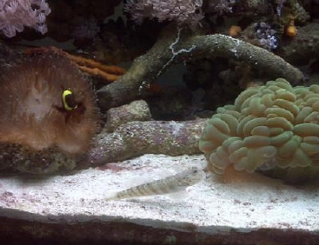 corals inverts - plerogyra sinuosa - bubble coral, green stocking in 75 gallons tank - Maroon clown hosting anemone, pink spot goby showing off, partial green bubble. corals inverts - plerogyra sinuosa - bubble coral, green stocking in 75 gallons tank - Maroon clown hosting anemone, pink spot goby showing off, partial green bubble.