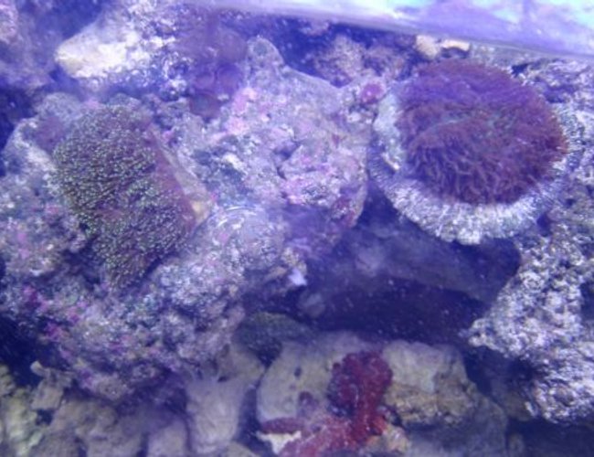 corals inverts - euphyllia cristata - grape coral stocking in 225 gallons tank - coral corals inverts - euphyllia cristata - grape coral stocking in 225 gallons tank - coral