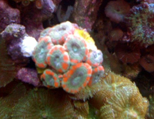 corals inverts - acanthastrea lordhowensis - aussie acans stocking in 75 gallons tank - Mint green/orange striped acans corals inverts - acanthastrea lordhowensis - aussie acans stocking in 75 gallons tank - Mint green/orange striped acans