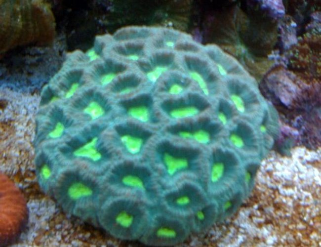 corals inverts - favites sp. - prism favia stocking in 75 gallons tank - Favia corals inverts - favites sp. - prism favia stocking in 75 gallons tank - Favia
