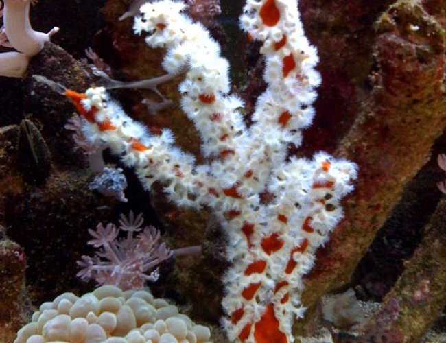 corals inverts - ptilocaulis sp. - white lightning sponge stocking in 75 gallons tank - Branching orange sponge w/ white polyps corals inverts - ptilocaulis sp. - white lightning sponge stocking in 75 gallons tank - Branching orange sponge w/ white polyps