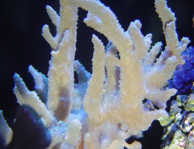 corals inverts - sinularia sp. - finger leather coral stocking in 55 gallons tank - finger leather corals inverts - sinularia sp. - finger leather coral stocking in 55 gallons tank - finger leather