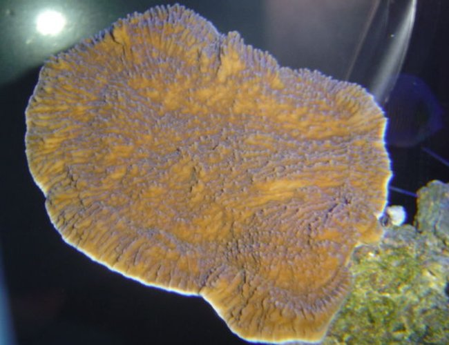 corals inverts - montipora capricornis stocking in 55 gallons tank - orange montipora corals inverts - montipora capricornis stocking in 55 gallons tank - orange montipora