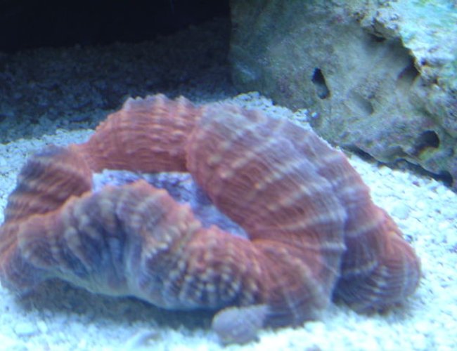 corals inverts - lobophyllia hemprichii - brain coral, lobophyllia stocking in 55 gallons tank - Lobo corals inverts - lobophyllia hemprichii - brain coral, lobophyllia stocking in 55 gallons tank - Lobo