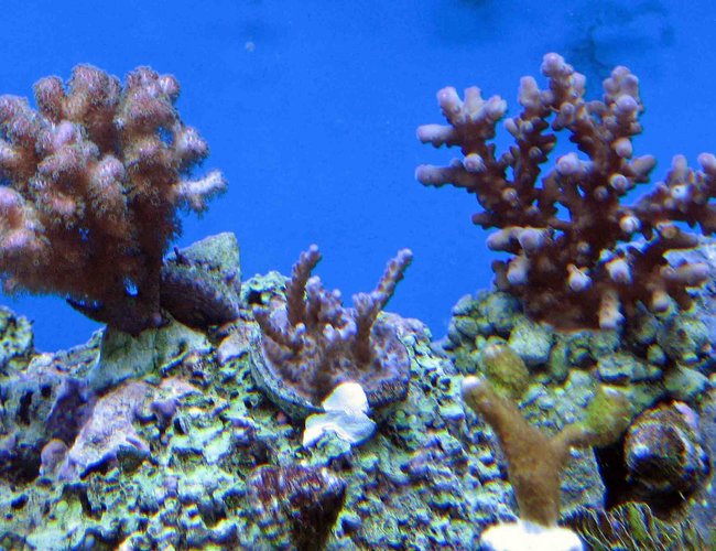 corals inverts - montipora digitata - montipora digitata, purple stocking in 120 gallons tank - poccilipora, acro's , and monti digitata corals inverts - montipora digitata - montipora digitata, purple stocking in 120 gallons tank - poccilipora, acro's , and monti digitata