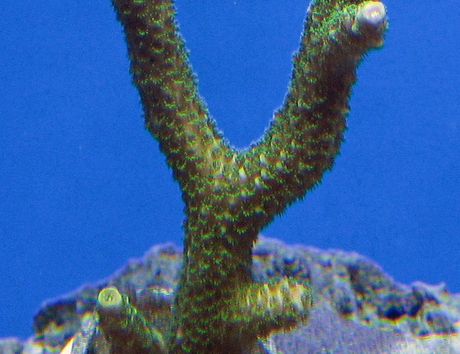 corals inverts - acropora yongei - bali green slimer stocking in 120 gallons tank - Green slimer corals inverts - acropora yongei - bali green slimer stocking in 120 gallons tank - Green slimer