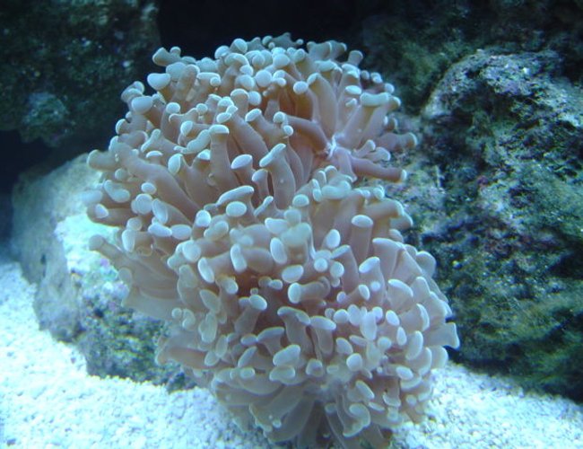 corals inverts - euphyllia paranchora - hammer / anchor coral, branching stocking in 55 gallons tank - Hammer Coral. corals inverts - euphyllia paranchora - hammer / anchor coral, branching stocking in 55 gallons tank - Hammer Coral.