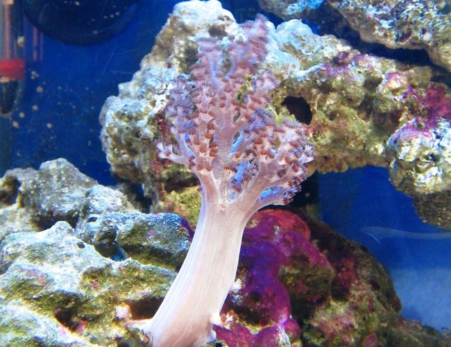 corals inverts - capnella sp. - kenya tree coral stocking in 10 gallons tank - Kenya tree corals inverts - capnella sp. - kenya tree coral stocking in 10 gallons tank - Kenya tree
