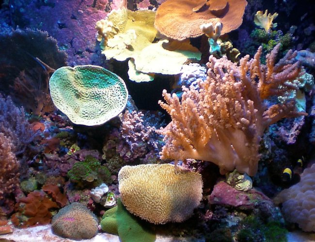 corals inverts - montipora capricornis stocking in 65 gallons tank - 65 Gallon - Mix Reef Tank corals inverts - montipora capricornis stocking in 65 gallons tank - 65 Gallon - Mix Reef Tank